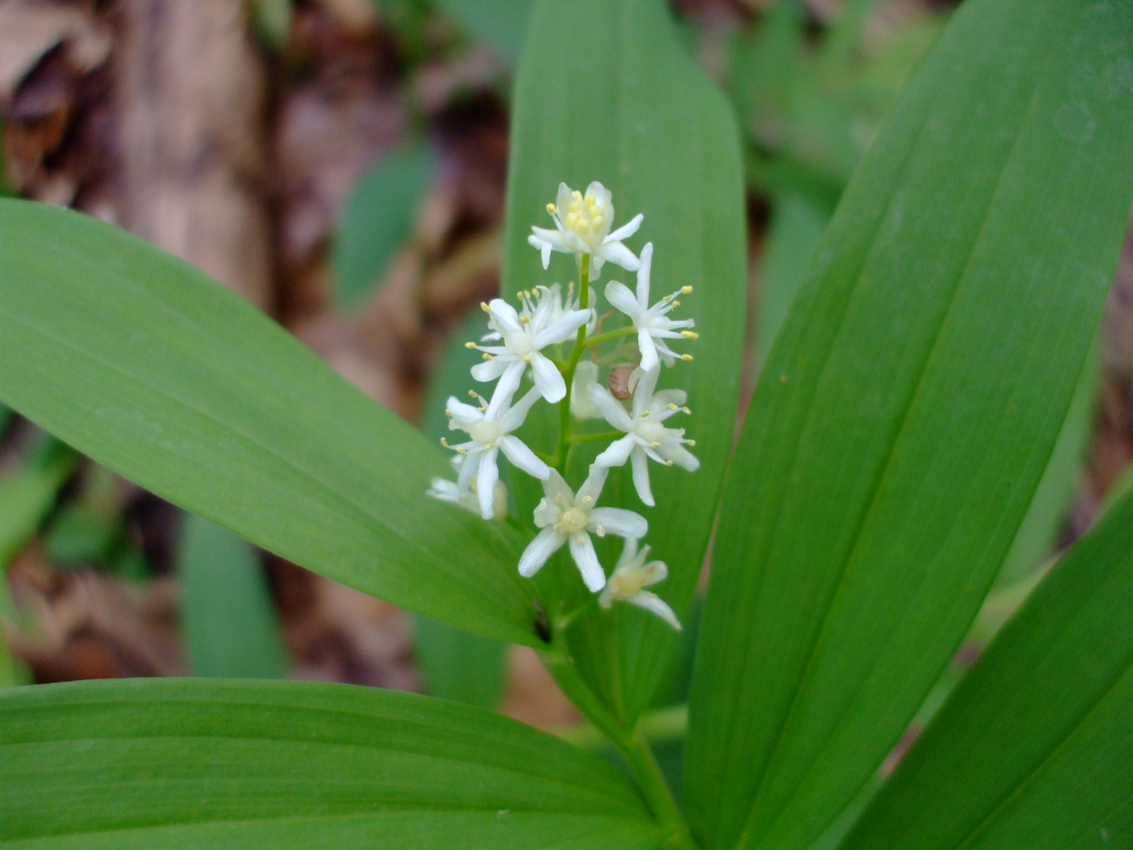 Smilacina stellata